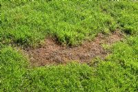 Bare patch of lawn due to grass burn and accidentally using too much feed and weed