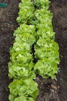 Lettuces 'Clarion'