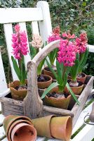 Pots of Hyacinthus 'Jan Bos' in wooden trug on white bench