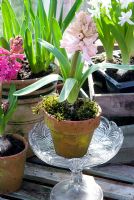Hyacinth 'Pink Surprise' in pot greenhouse display
