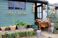 View of potting shed and greenhouse in late summer with drying crops of onions, garlic, shallots and late sowings of container vegetables