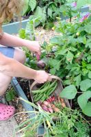 Female gardener harvesting beetroot with a small trug of carrots, radishes, shallots and runner beans