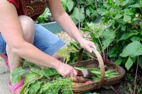 Female gardener placing beetroot in a small trug with carrots, radishes, shallots and runner beans