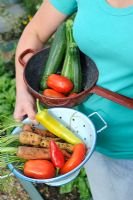 Female gardener holding colanders of home grown vegetables - courgettes, tomatoes, carrots and chillies