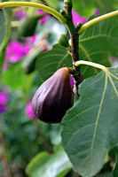 Ficus carica 'Brown Turkey' - Fig