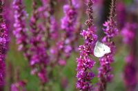 Lythrum salicaria 'Lady Sackville' and Pieris brassicae - Large White Butterfly