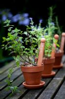 Little terracotta pots of herbs - Mentha x gentillis - Ginger Mint, Salvia - Painted Sage and Rosmarinus - Rosemary 'Sudbury Blue'
 