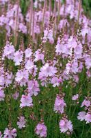 Sidalcea 'Elsie Heugh' - False Mallow, Prairie Mallow and Veronicastrum virginicum f. roseum 