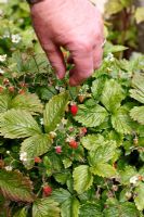 Fragaria Vesca - Woodland Strawberry