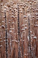 Frosted stems of Monarda and Digitalis ferrunginea 