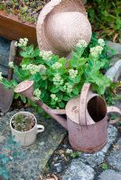 Sedum with pink watering can and hat