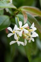 Trachelospermum jasminoides AGM - Star jasmine or Confederate Jasmine