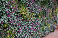 A wall of Lamium cultivars at RHS Wisley