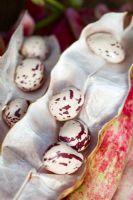 Phaseolus vulgaris - 'Borlotti' Beans, harvested in autumn
