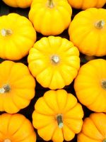 Vegetable exhibit of Pumpkins at autumn vegetable show