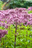 Eupatorium purpureum - Purple Joe Pye Weed