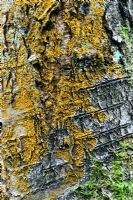 Betula pendula - Trentepohlia Algae and lichen on a Silver birch tree trunk