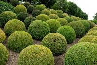 Clipped Buxus - Chateau Royal, Amboise, France