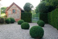 Buxus sempervirens - Box balls in gravel with Taxus hedge and renovated brick and cobble building at Heveningham, Suffolk
