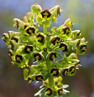 Euphorbia characias - Wilkins Pleck, NGS, Whitmore, Staffordshire 