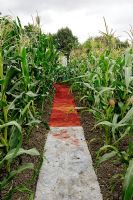 Red and white carpet path between Zea mays - Maize crop on allotment
