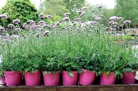 Scabious - Scabiosa Pink Mist in pink flower pots for sale in a garden centre