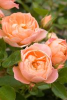 Patio Rosa - Rose 'Sweet Dreams'