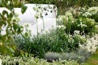 Agapanthus praecox 'albiflorus' in white border - 'The Living Room', Silver medal winner, RHS Hampton Court Flower Show 2010 
 