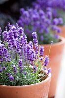 Lavandula - Lavender in terracotta pots.  RHS Hampton Court Flower Show 2010 