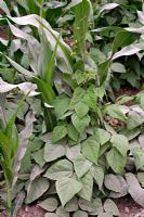 Companion planting of Zea mays - Maize and Phaseolus - Beans. The Maize provides support and the Beans fix atmospheric nitrogen