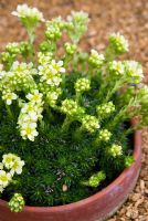 Saxifraga x apiculata 'Gregor Mendel' AGM - Alpine House, RHS Garden Rosemoor