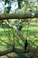 Air layering method of propagation on Magnolia x proctoriana - Sir Harold Hillier Gardens / Hampshire County Council