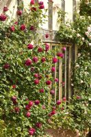 Roses climbing walls 'Falstaff' - Old Rose Hybrid, at David Austin Roses Albrighton, Staffordshire.