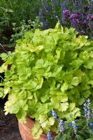 Apium graveolens - Celery growing in container, September kitchen garden plant