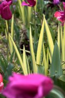 Iris pseudacorus 'Variegata' foliage and pink Tulipa - Tulips