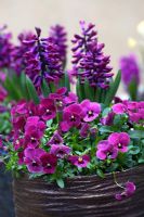 Viola - Pansies and Hyacinthus in pots.
