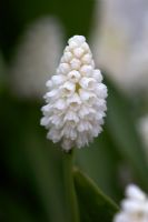 Muscari aucheri 'White Magic' - Grape Hyacinth