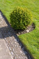 Clipped Buxus - Box ball with adjacent lawn and embedded pebble path 