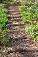 Steps, made from logs and bark chippings, leading through copse in Spring at Summerdale House, Cumbria NGS