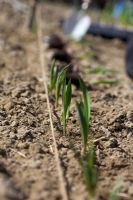 Allium sativum - Garlic plants planted in a row