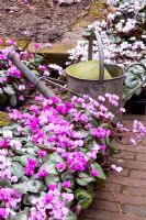 Cyclamen coum and watering can