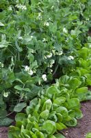 Pisum sativum- Peas 'Waverex', Spinacia oleracea - Spinach 'Toscana'