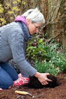 Planting a clump of Galanthus nivalis - Snowdrops 