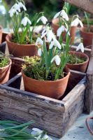 Galanthus nivalis - Snowdrops displayed in small terracotta pots 