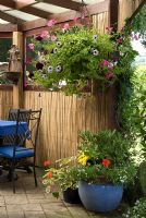 Containers and hanging basket with Petunia, Geranium, Lobelia and Begonia in under cover outdoor living area with bamboo screens - 'Trevinia', Stubbins, Lancashire, NGS