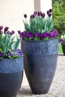 Tulipa and Viola in tall containers 