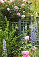Rosa 'Compassion', Delphinium and Rosa 'Alnwick Castle' - High Trees, Longton Stoke-on-Trent, Staffordshire, NGS