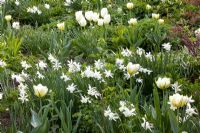 Tulipa 'Exotic Emperor', Narcissus triandrus 'Thalia' and Tulipa fosteriana 'Purissima'