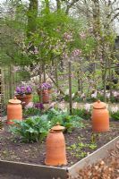 Spring potager with Rheum - Rhubarb forcers, Cynara and Prunus persica - Peach tree in blossom