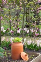 Potager with Rheum - Rhubarb forcer and Prunus persica - Peach tree in blossom